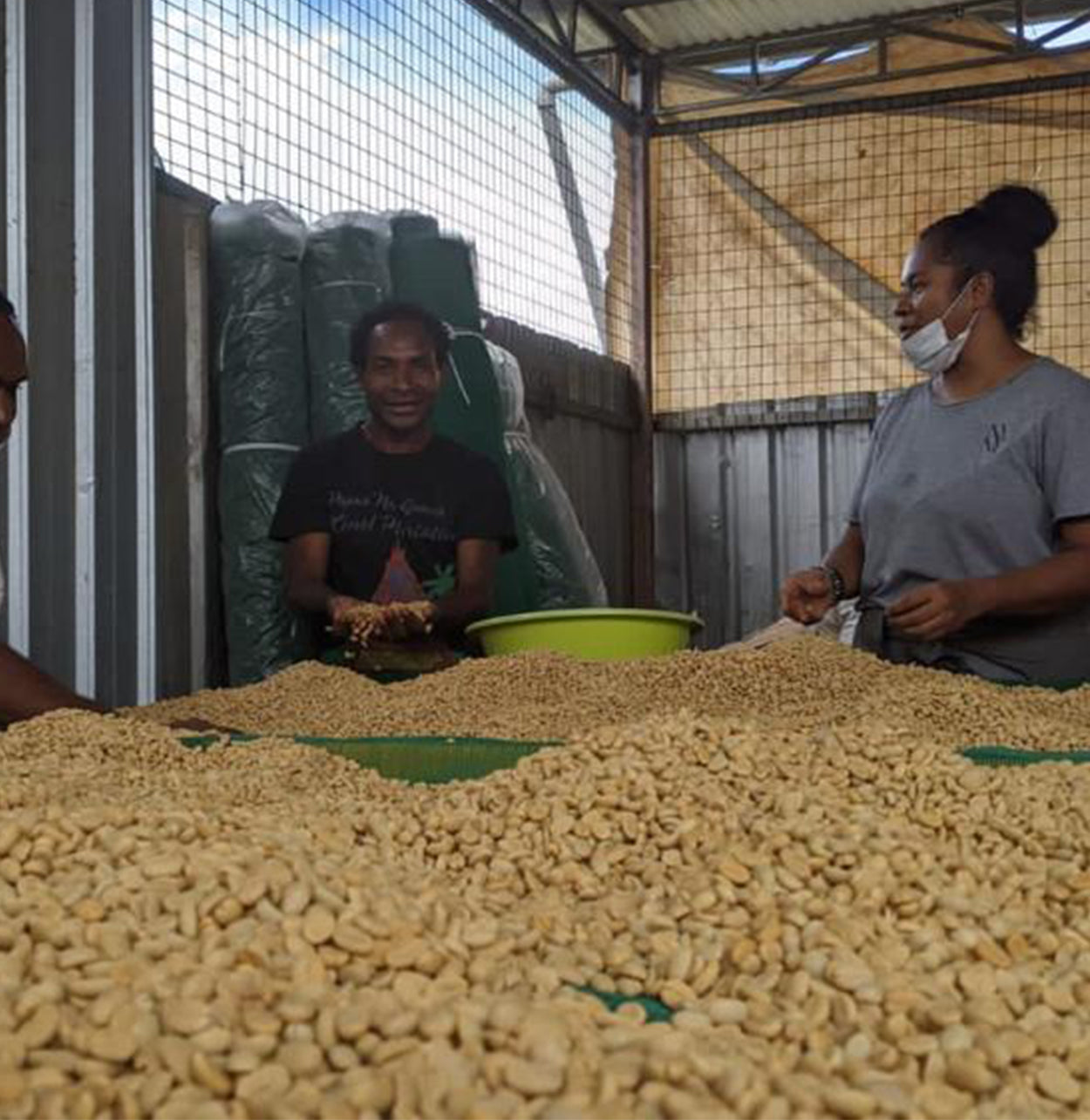 15KG Green Beans Papuan Origin - Goilala Valley